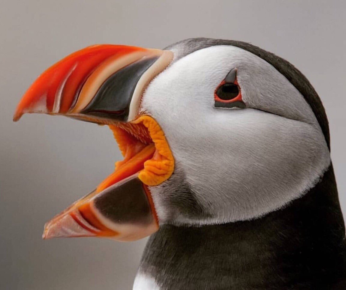 the_curioustour's tweet photo. #TGIF #FridayCheer #Weekend #HolidayWeekend #TimeToRelax #Relax #GorgeousPhoto 📷 #rayyeagerrtyphotography #Photography #NaturePhotography #ExoticBird #Bird #BirdPhoto #BeautifulBird #AnimalPlanet #Curious #CuriousAboutTheWorld #TheCuriousTour #MdukatshaniProject https://t.co/CPWDAR8vHK