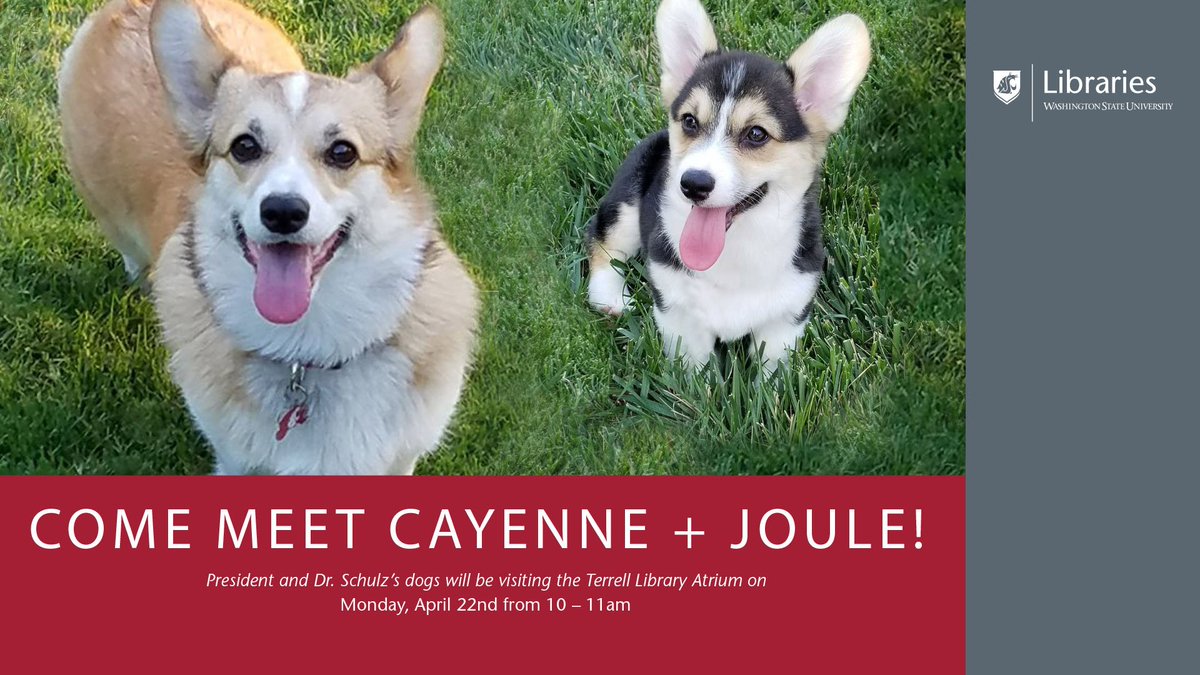 WSULibraries's tweet image. Come pet your stress away with the adorable @WSU_1stCorgis, Cayenne &amp;amp; Joule (plus one of their persons, @WSU_Noel_Schulz) this coming Monday, April 22nd,  from 10am-11am at the #WSU Terrell Library! 🐾