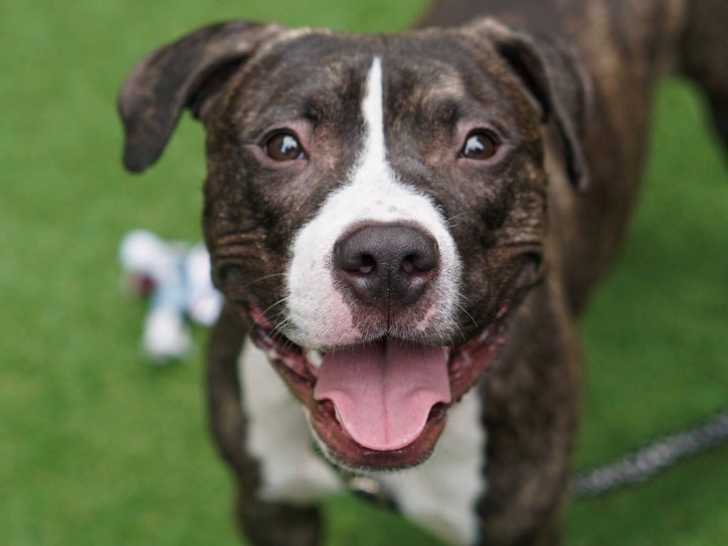MONTY FACES DEATH SATURDAY FOR DEFENDING HIMSELF. Not good with other dogs, adores people, cuddling, toys. Our $ pledges via @chortletown can find him the Rescue and training he needs - instead of being killed. Sharing his story can save him so PLEASE RT https://www.facebook.com/mldsavingnycdogs/photos/to-be-killed-4202019his-favorite-thing-is-to-cuddle-how-sweet-is-this-guyvery-sw/964735843712686/ …