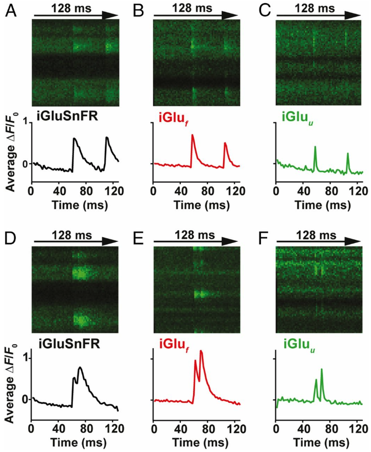 Addgene's tweet photo. #Glutamate dynamics may go undetected by some glutamate sensors. The Torok lab developed an ultrafast genetically encoded glutamate sensor, iGluu, which can image glutamate clearance &amp; synaptic depression during 100-Hz spike trains. Find iGluu at Addgene! https://t.co/VK8jO0flqY https://t.co/RM2ai7WZws