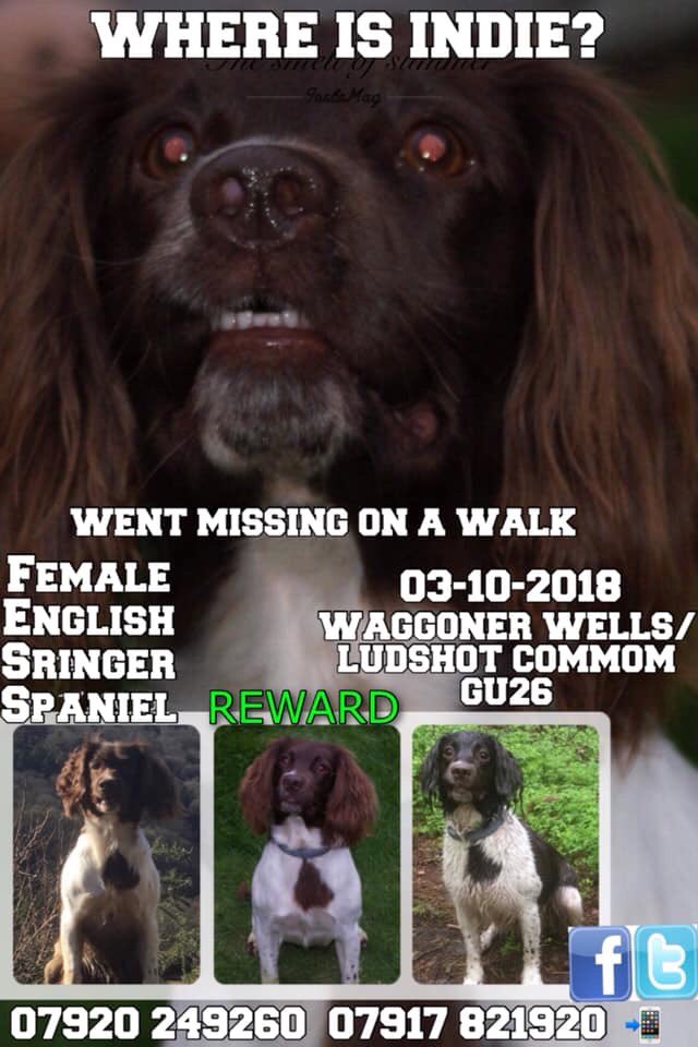 Eloquencealways's tweet photo. #helpfindmissingindie WHERE DID SHE GO THAT DAY 3/10/18 has someone picked her up, possibly thinking she was a stray THANK YOU IF YOU DID but pls bring her home, u should see how sad her family are WaggonerWells LUDSHOT  COMMON @hollywills @SandraK93322487 @Jen82282892 https://t.co/DUNW03KAZy