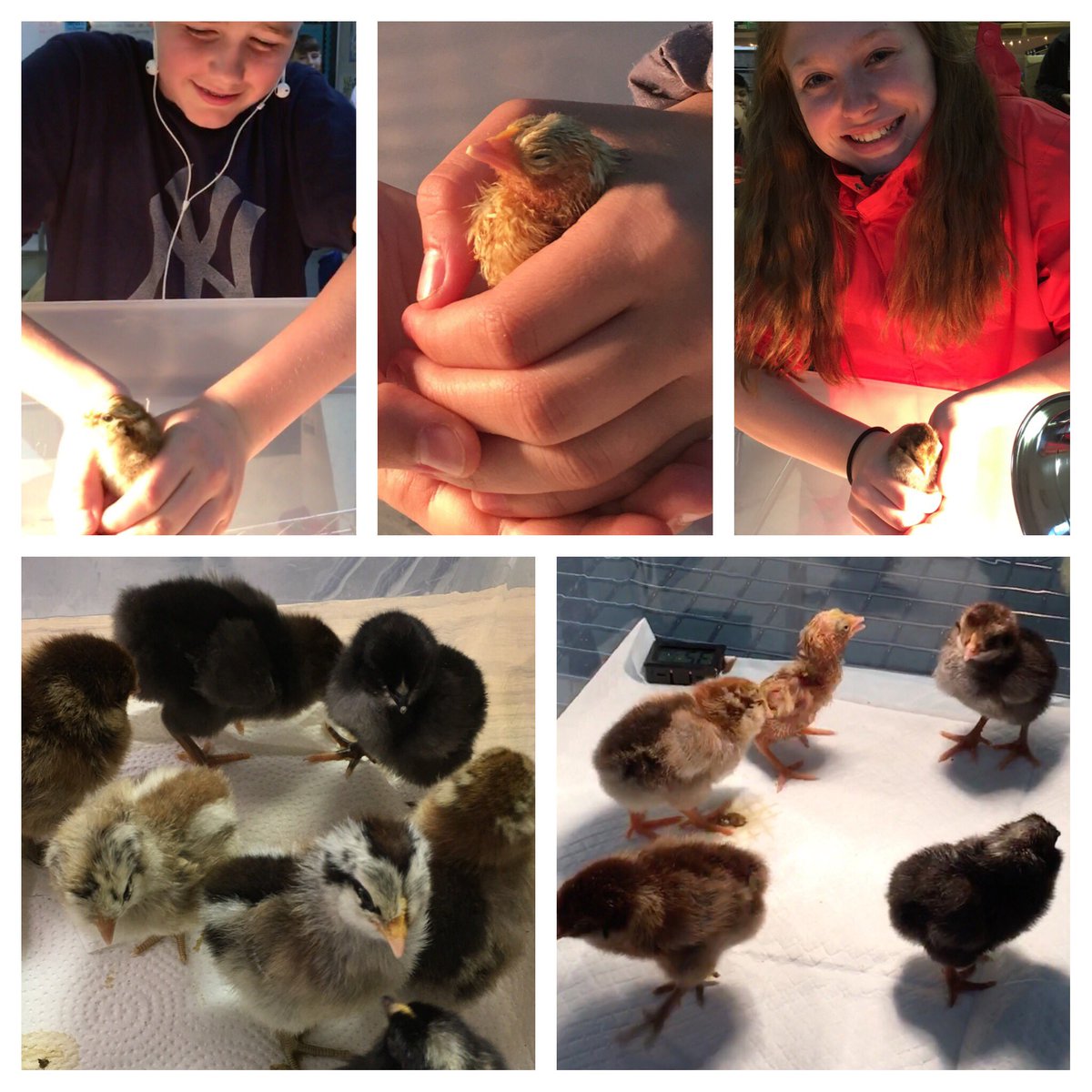 MrsFlorip's tweet photo. We just finished our 24 day chicken unit. I will forever cherish this experience with my kids! #HandsOnLearning #RealWorldConnections #RaisingChicks @traysea303 @TMSJags @SpotsySchools https://t.co/IdR3tynD7H