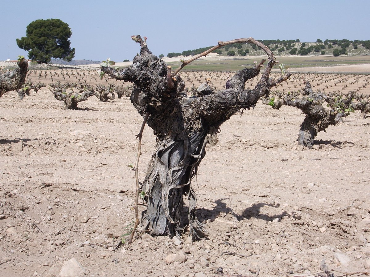 <a href="/EricAsimov/">Eric Asimov</a> <a href="/nytimes/">The New York Times</a> Thanks for shining light on 2 of Spain's best kept wine secrets: <a href="/valdespinojerez/">valdespinosherry</a> &amp; Olivares (pic is of latter's own-rooted old vine Monastrell)