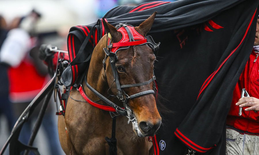 Province Courses / 24H au trot tweet media