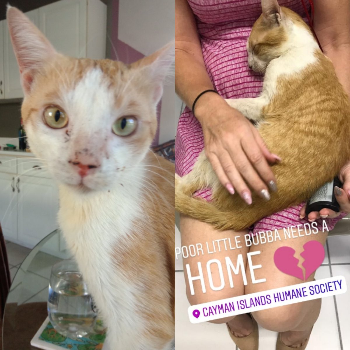 rosieboggins's tweet image. Sweet Bubba is looking for a home without dogs in the #CaymanIslands. He is nuetered and up to date on his vaccinations. Please #RT if you&apos;d like to adopt, please DM me 🐈🐾🐾😽