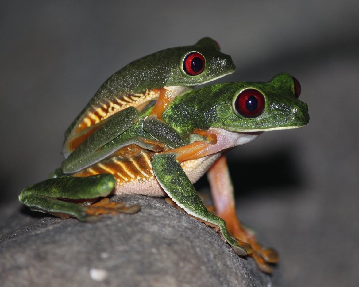 Wildlife_Pic's tweet image. "Love is All You Need" by Michelle McKissock
bit.ly/2vbspsW
#photoofday #woodfrogs #costarica #frogs