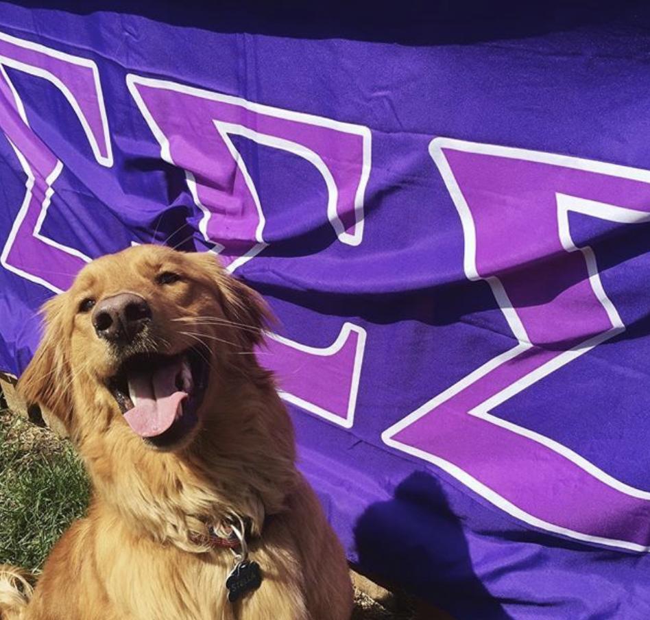 I spy a pup that knows that Founders Day is tomorrow and she is SUPER pumped to be a Sigma right now. #SigmaFluffyFriday