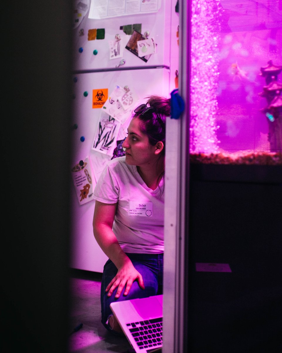 TheTechInteract's tweet photo. Fish waste as plant fertilizer?! AquaAWESOME. 

Engineering students from @SJSU are in the process of installing a smart aquaponics system in our visitor-facing lab! 🤩 https://t.co/IUnNhUIiZg