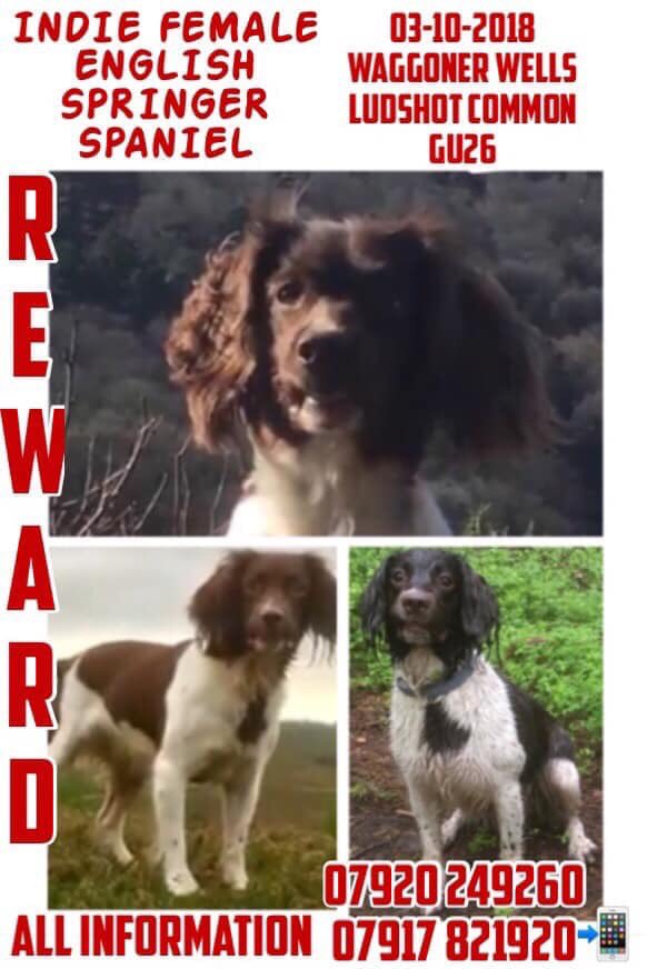 kevinthewhippet's tweet photo. @SassyCassyCat @Bracken_Nelson Wos a bit too close to home, cud have bin me or Wayne! #HelpFindMissingIndie https://t.co/GlCzuZ7afP
