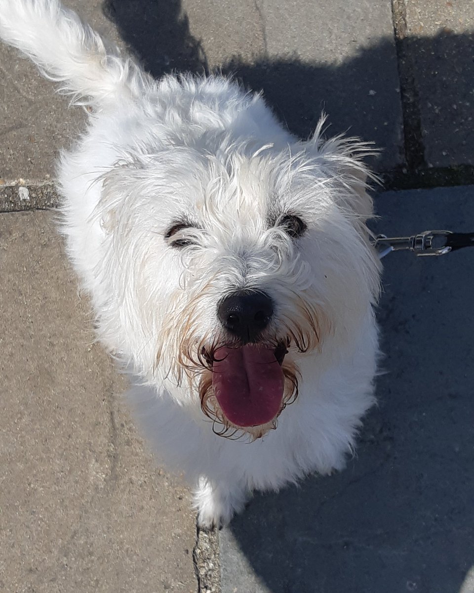 tarachatzakis's tweet photo. Pumpkin, our mascot, loving the sun today on Cowes seafront.
What better pleasure is there?
.
.
.
#wildchakra #IsleofWight #cowes #Pumpkin #sunshine #happyeaster #goodfriday https://t.co/XttNo6683f