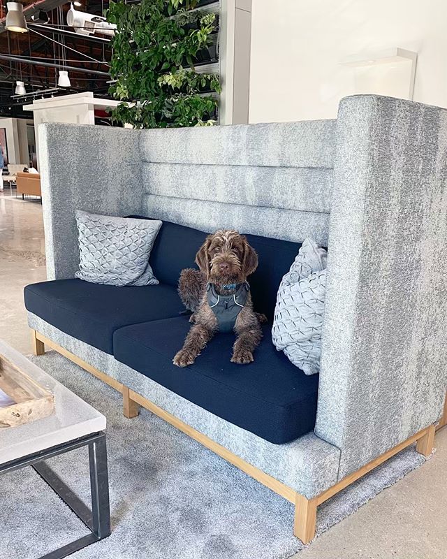 elements tweet media