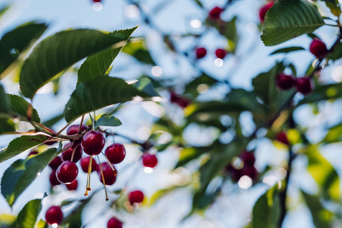 #FunFactFriday: 95% of the #cherries grown in Canada are grown in #BritishColumbia. Fact via BC Cherry Association: ow.ly/wRaf30oojIZ