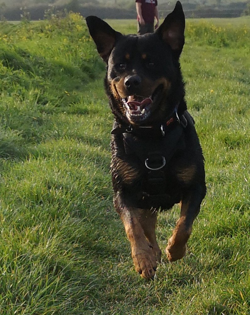 #browneyedpup #donate #Gofundme #justgiving #assistantdog