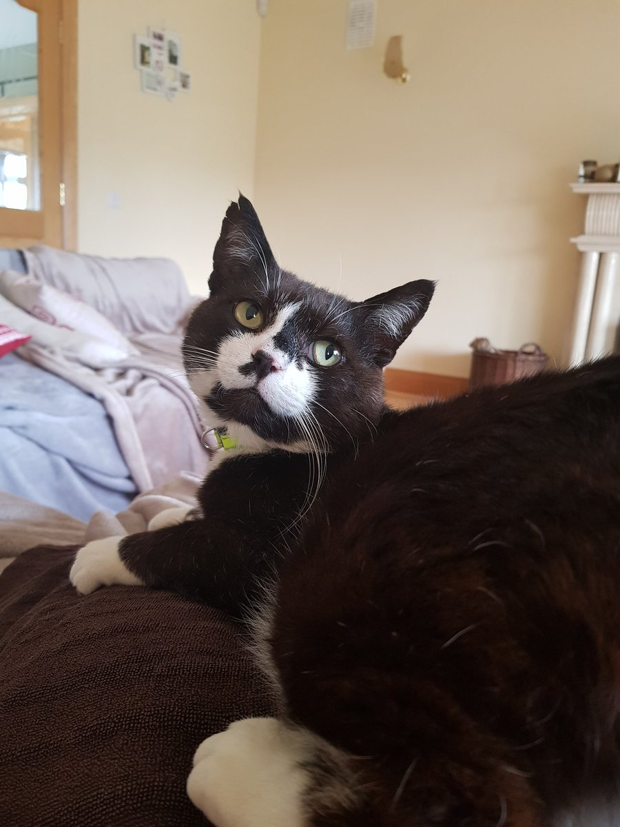 Clauses kitty friends next door lost their elderly owner yesterday. So sad to see them crying at the door for him 😭 we are feeding them until further notice. One needs the vet which we will take him next week after their owner is laid to rest 😢😢💖💖 #caturday