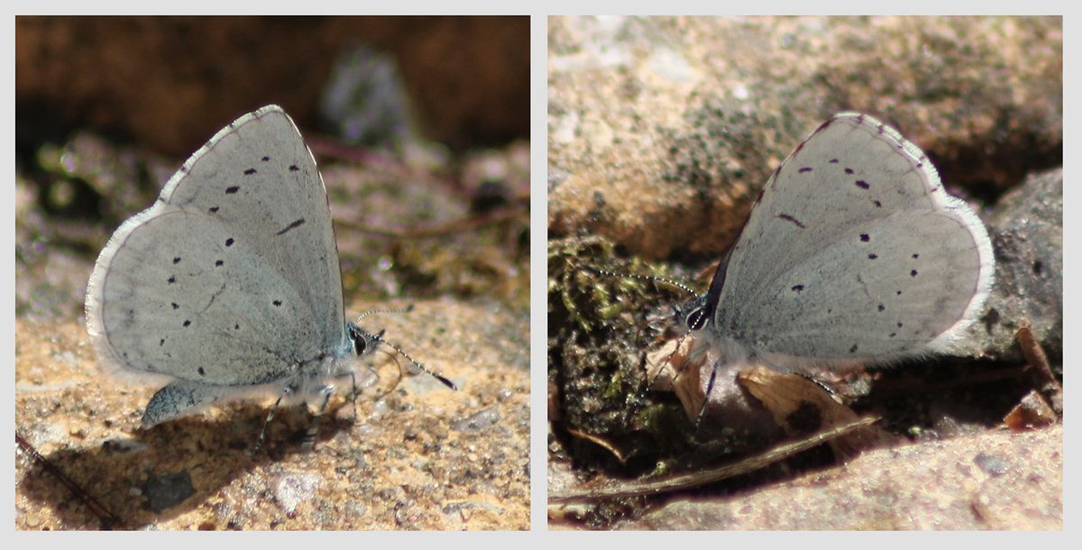EnvShrops's tweet photo. Holly Blue enjoying a drink while I was watering the flowers #butterflies #Ourworldisworthsaving https://t.co/Iqi819sLCr