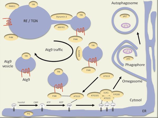 Journal of Cell Biology tweet media
