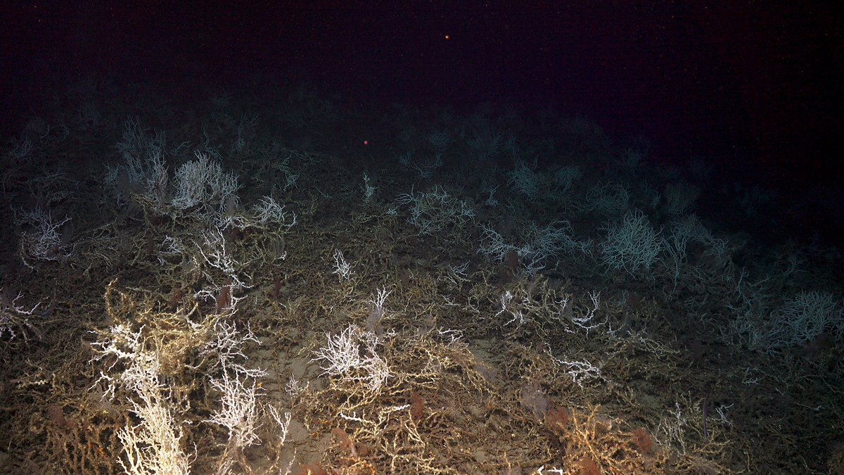 Lophelia coral images during the DEEP SEARCH expedition.