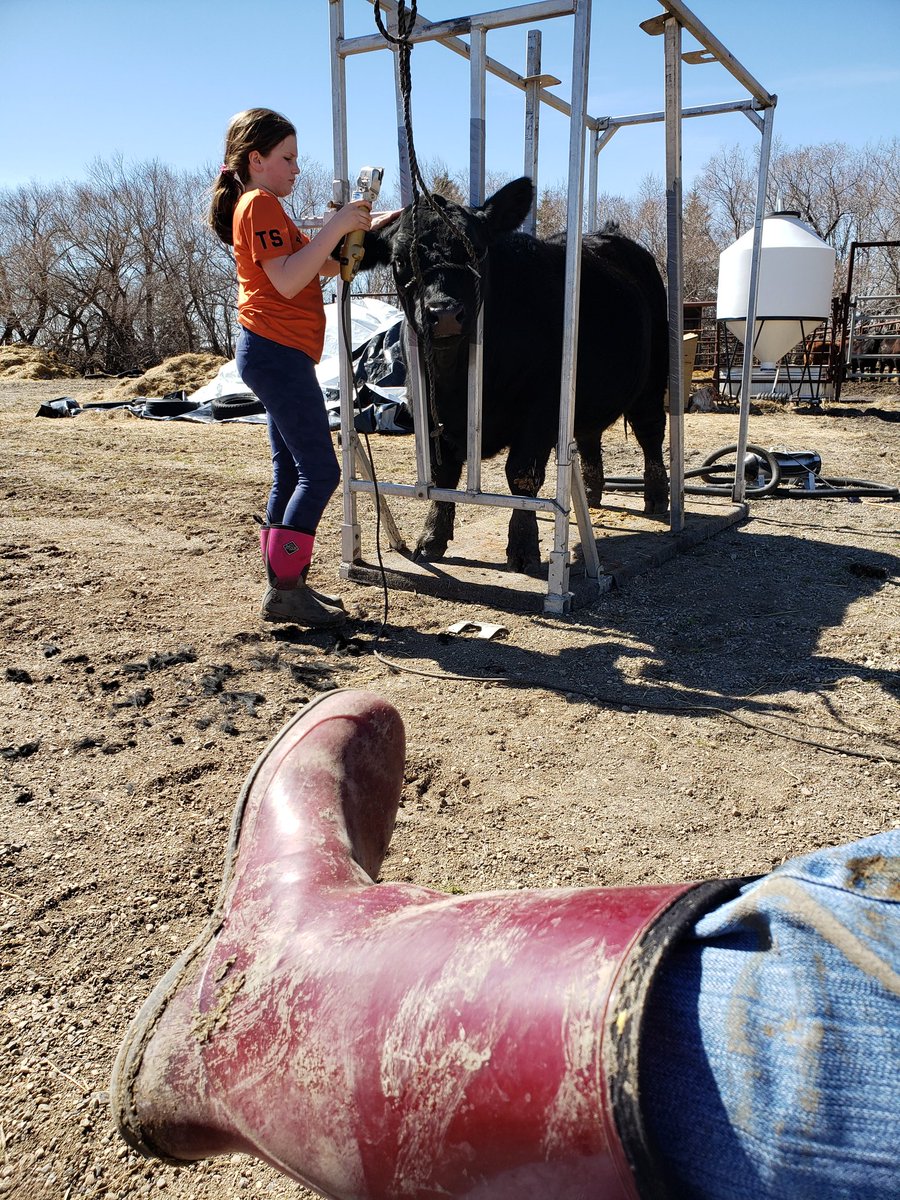 MorwennaSutter's tweet photo. My afternoon... watching T get the boy Rolo ready for the ring. Such a beautiful day. #4Hkids #lovethislife #sunnyday https://t.co/FF6TgDVJAh