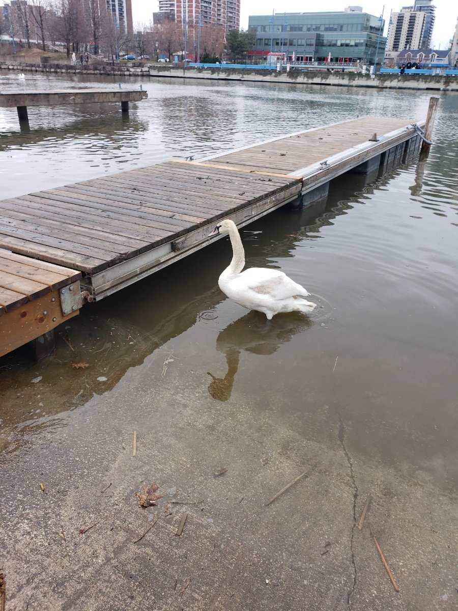 PeelPolice's tweet photo. Update: With the assistance of @citymississauga Animal Services, we are happy to report that the swan has been reunited with its flock and is planning on spending the rest of the day on the water. https://t.co/yhF7O5iMIe