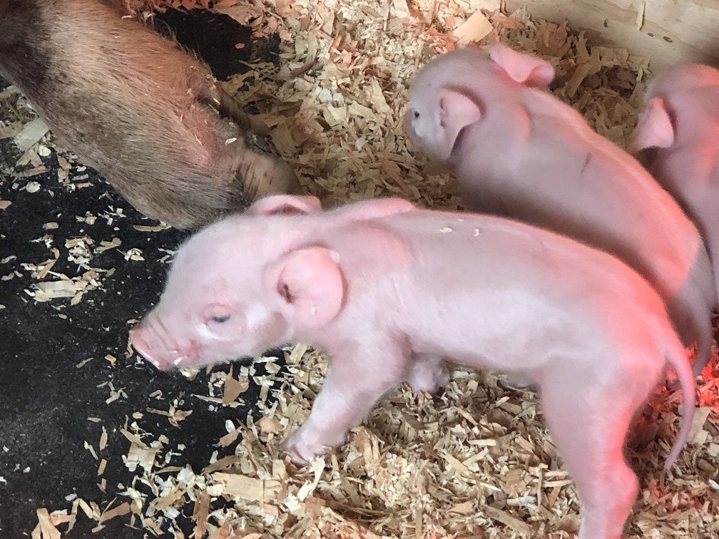 ChurchillCounty's tweet photo. 4-H/FFA Junior Livestock Sale is 4/25-27 at Churchill Co. Fairgrounds, and concludes with public auction of #churchillcounty raised market livestock on 4/27 at 1pm. Best opportunity all year to fill your freezer with locally-raised meat from our 4-H/FFA youth! #NVFFA https://t.co/NAmEi81oSn
