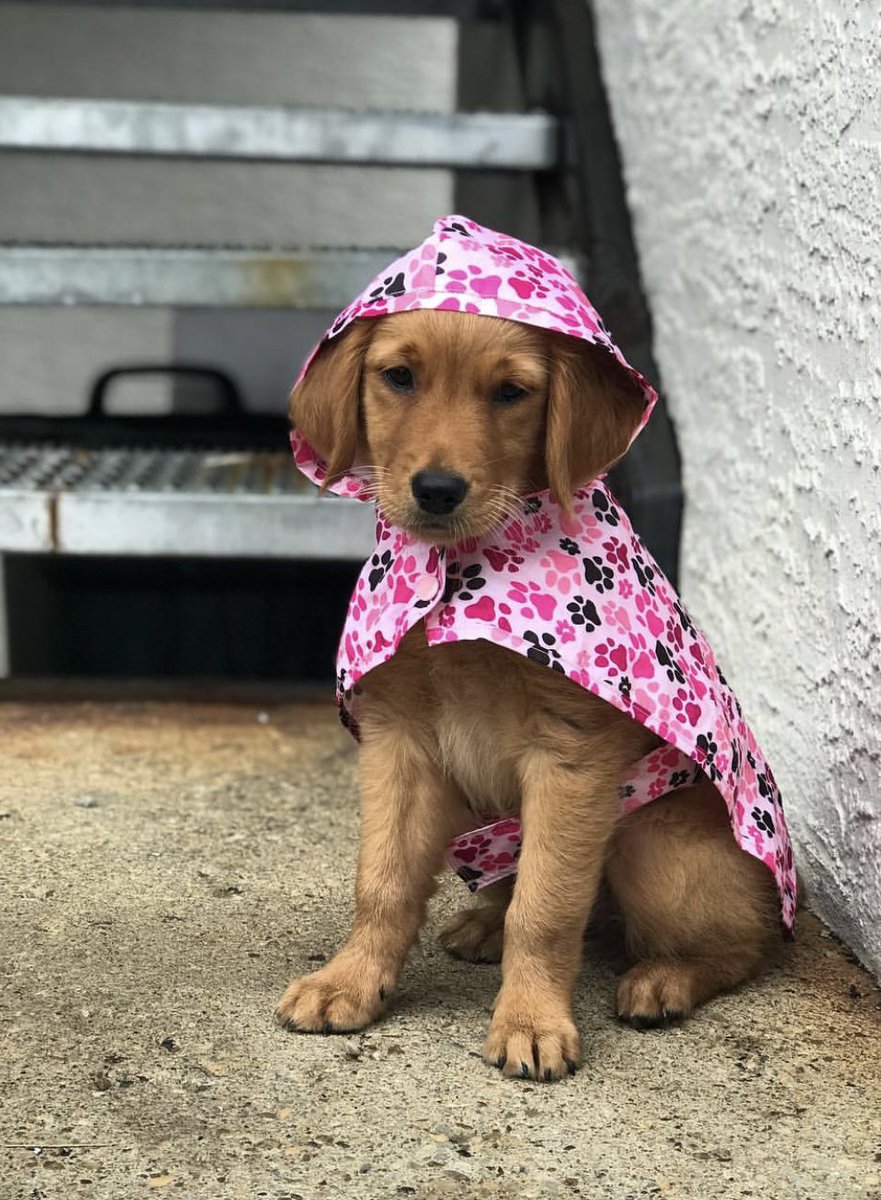 dog_rates's tweet photo. This is Stella. Her owner recently noticed she wasn’t growing properly. It was soon discovered she has an intrahepatic shunt, preventing her liver from filtering blood. Fortunately, she’s a candidate for surgery and you can help her get it below. 14/10

https://t.co/XpS6GCtwk7 https://t.co/xeQGD8CvLf