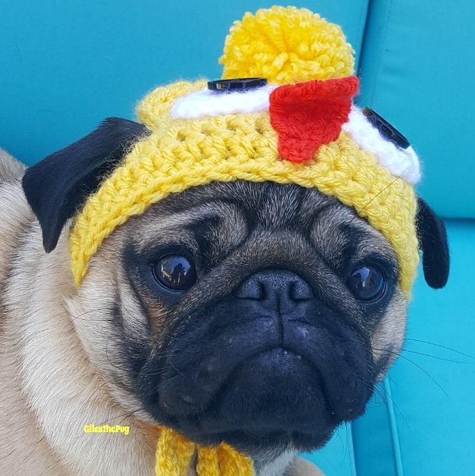 gilesthepug's tweet photo. Have A EGG-cellent #Friyay ! π£ Nigel #GoodFriday #DefineGood? π£πΆπ£πΆ
#pug #pugs #puglife @pugs https://t.co/kM1rkTREuy