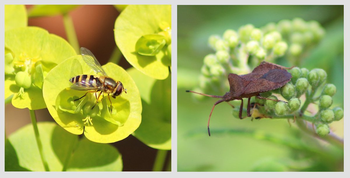 EnvShrops's tweet photo. Plenty of insects enjoying the sunshine today - #Hoverfly and is the one on the right a #DockBug #Ourworldisworthsaving https://t.co/EzkksTbAaO