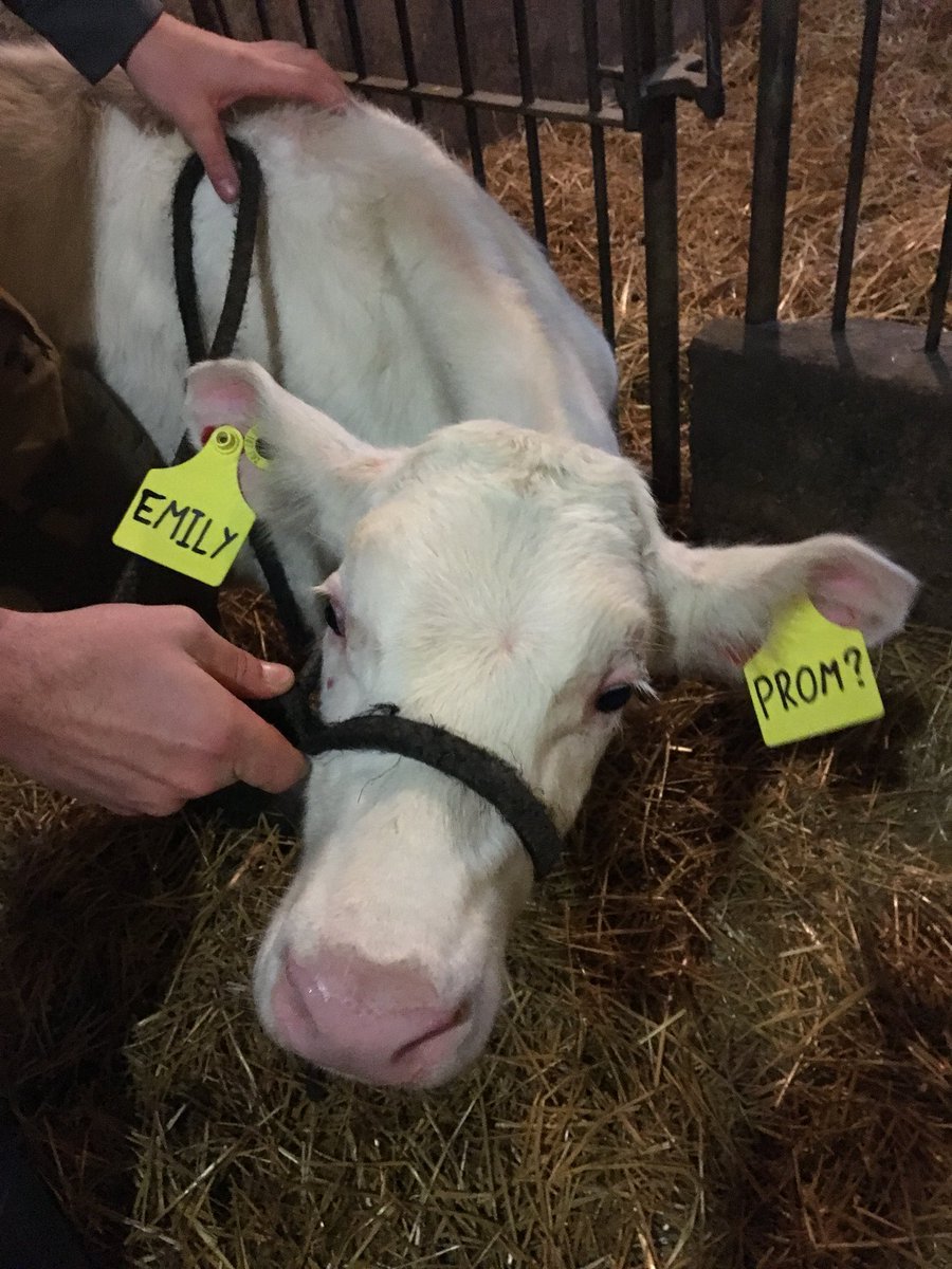 fullbins's tweet photo. How does a dairy farm boy ask his dairy farm girlfriend to the prom? With the help of a calf!!! https://t.co/kmQQuPi1LJ