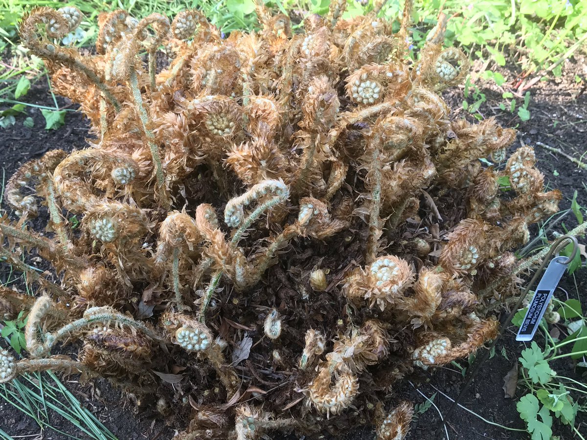 ashnurs's tweet photo. The ferns are awakening from their winter slumber in John’s Garden.
Their old deciduous foliage has been cleared away to reveal their new fronds.
#unfurl #fern #arms #fronds #dryopteris #polystichum #springishere #spring #deciduous #dappledshade #gardening #garden #johnsgarden https://t.co/hIAZD5QNsG