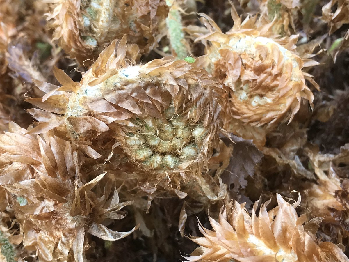 ashnurs's tweet photo. The ferns are awakening from their winter slumber in John’s Garden.
Their old deciduous foliage has been cleared away to reveal their new fronds.
#unfurl #fern #arms #fronds #dryopteris #polystichum #springishere #spring #deciduous #dappledshade #gardening #garden #johnsgarden https://t.co/hIAZD5QNsG