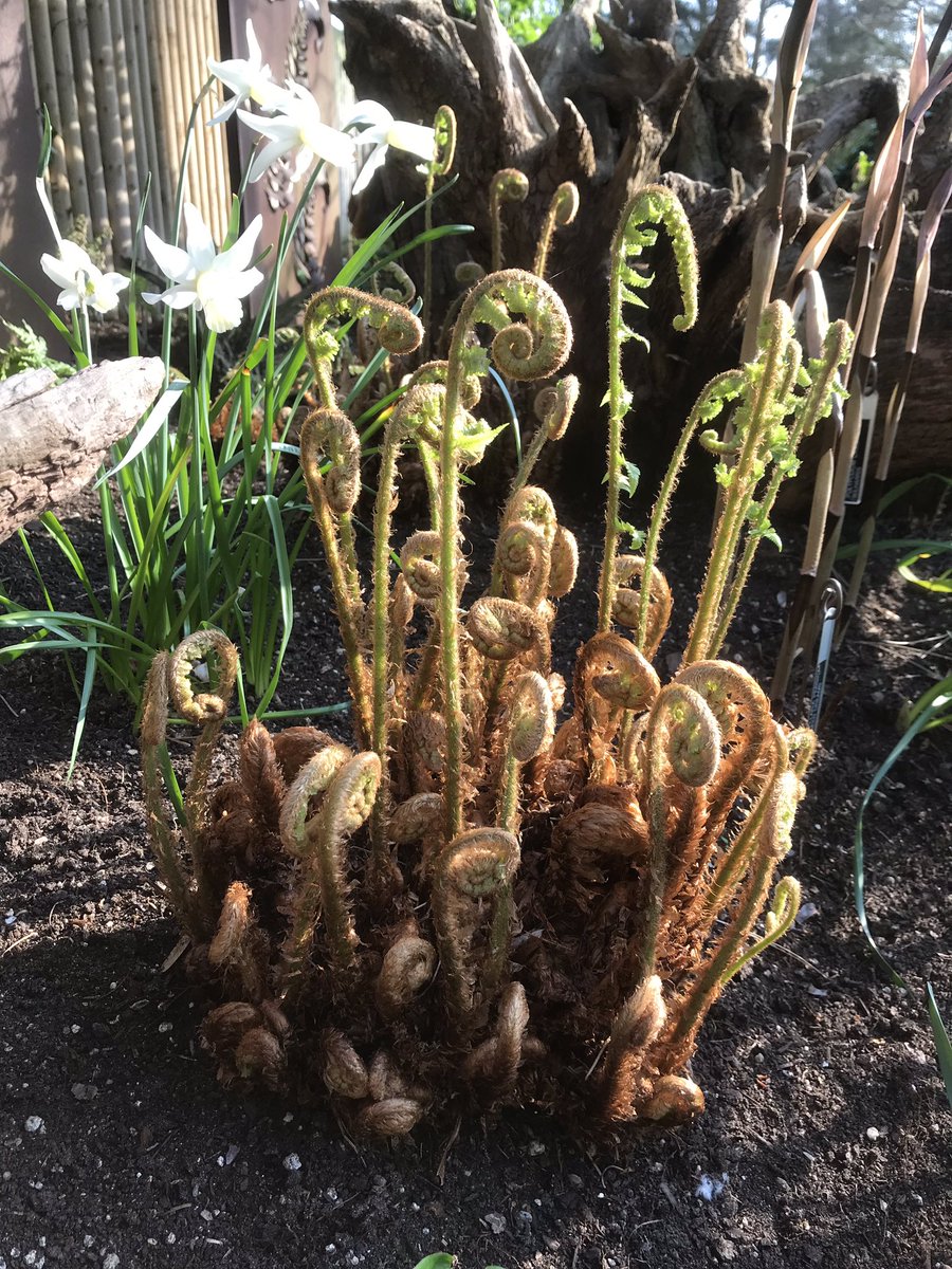 ashnurs's tweet photo. The ferns are awakening from their winter slumber in John’s Garden.
Their old deciduous foliage has been cleared away to reveal their new fronds.
#unfurl #fern #arms #fronds #dryopteris #polystichum #springishere #spring #deciduous #dappledshade #gardening #garden #johnsgarden https://t.co/hIAZD5QNsG