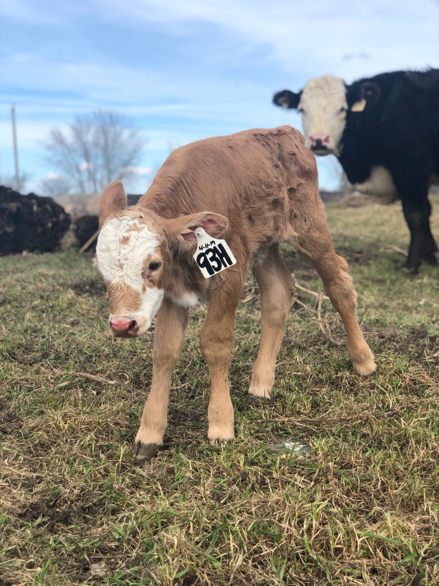 _KThund's tweet photo. 8 days young and still getting used to her ear tag!

#SpringCalving #BEEF https://t.co/fjDetVr8rj