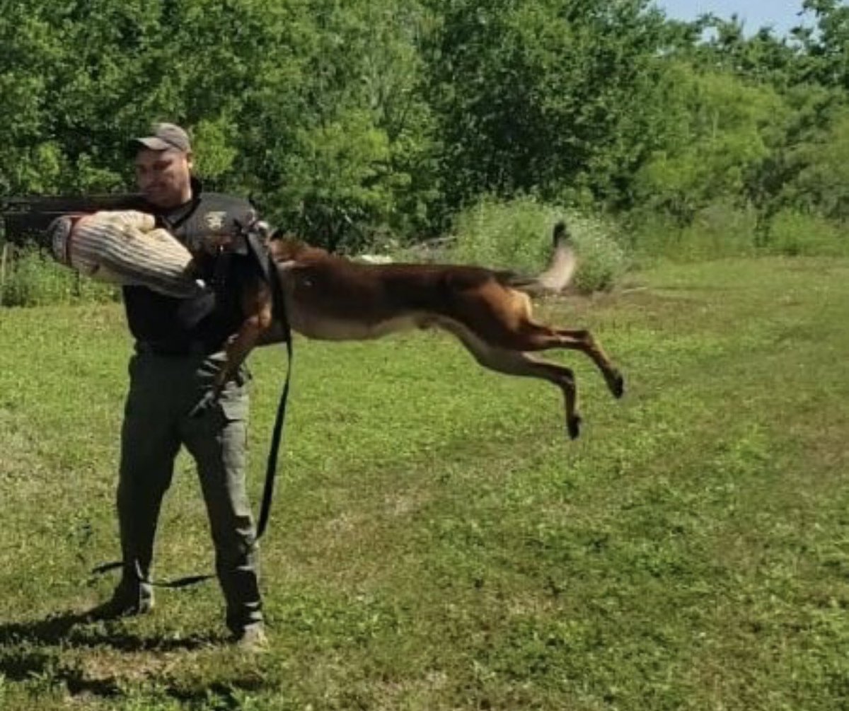 JirehK9's tweet photo. Putting in the work getting these dogs ready for their futures as police K9s! Maybe future @OfficialLivePD stars? Who knows. #LivePD #LivePDNation #jirehk9 #narcoticsdetection https://t.co/LekgR8ZIQu