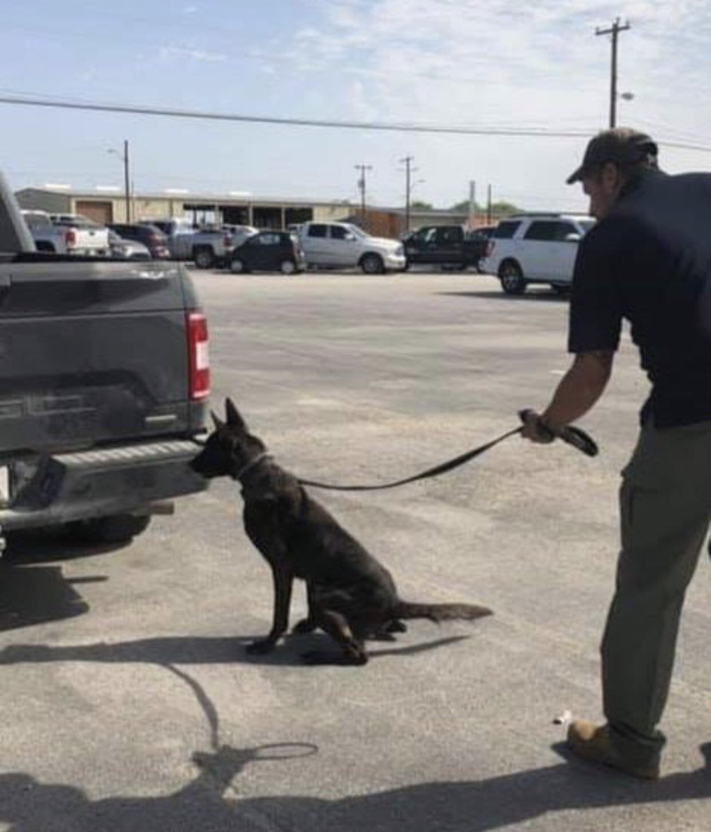 JirehK9's tweet photo. K9 Raptor is looking good will be available for purchase soon. #LIVEPD #Narcoticsdetection https://t.co/YW3bAjVRb2
