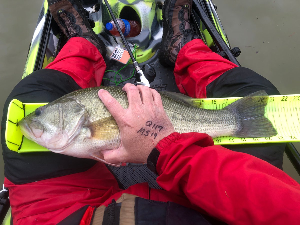 Flynfish's tweet photo. Caught this 5.4 lb bass today. @EnigmaFishing #castcatchrepeat #sixgillfishing #rulethedepths #m4jigs #mountaineerrvkayakfishingteam #wvka #kba https://t.co/jAoQJBWhB3