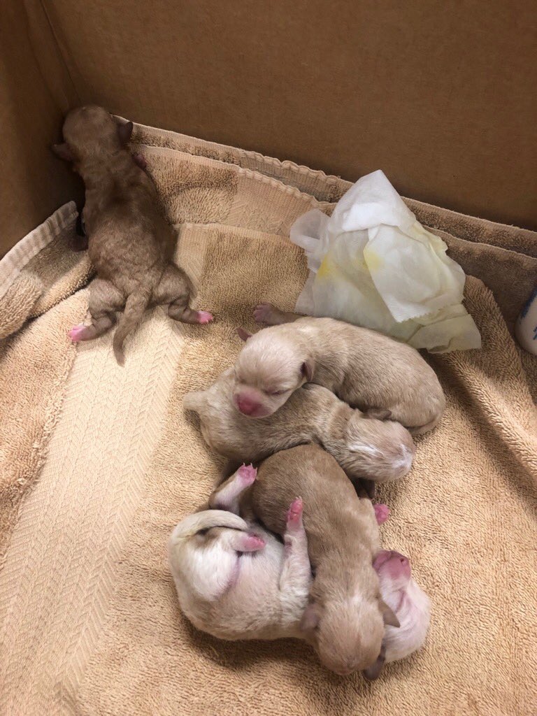 A woman tossed these pups in a Dumpster in Coachella. News release posted on our Facebook pages. Pups OK. In foster care #RivCoNow