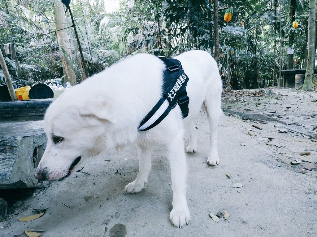 ardo_37's tweet photo. This morning trail run with Snowy 💙💙💙💙💙💙💙
#outdoortraining
#workout
#dogismanbestfriend
#petdog
#trailrunning #hiking #hikingadventures #adventure #thenorthface #thenorthfacemalaysia #neverstopexploring https://t.co/h72i0sw7yC