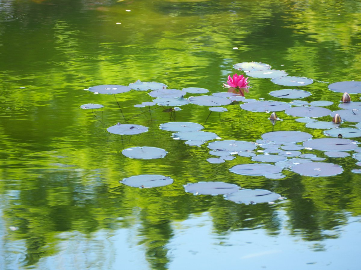 モネじぃ モネの庭 公式 今年１輪目の睡蓮が開花したぞぃ 品種はジヴェルニーのモネの庭から頂いた フロエベリ じゃな 儂の読み通り日に咲いたのぅ ふぉっふぉ