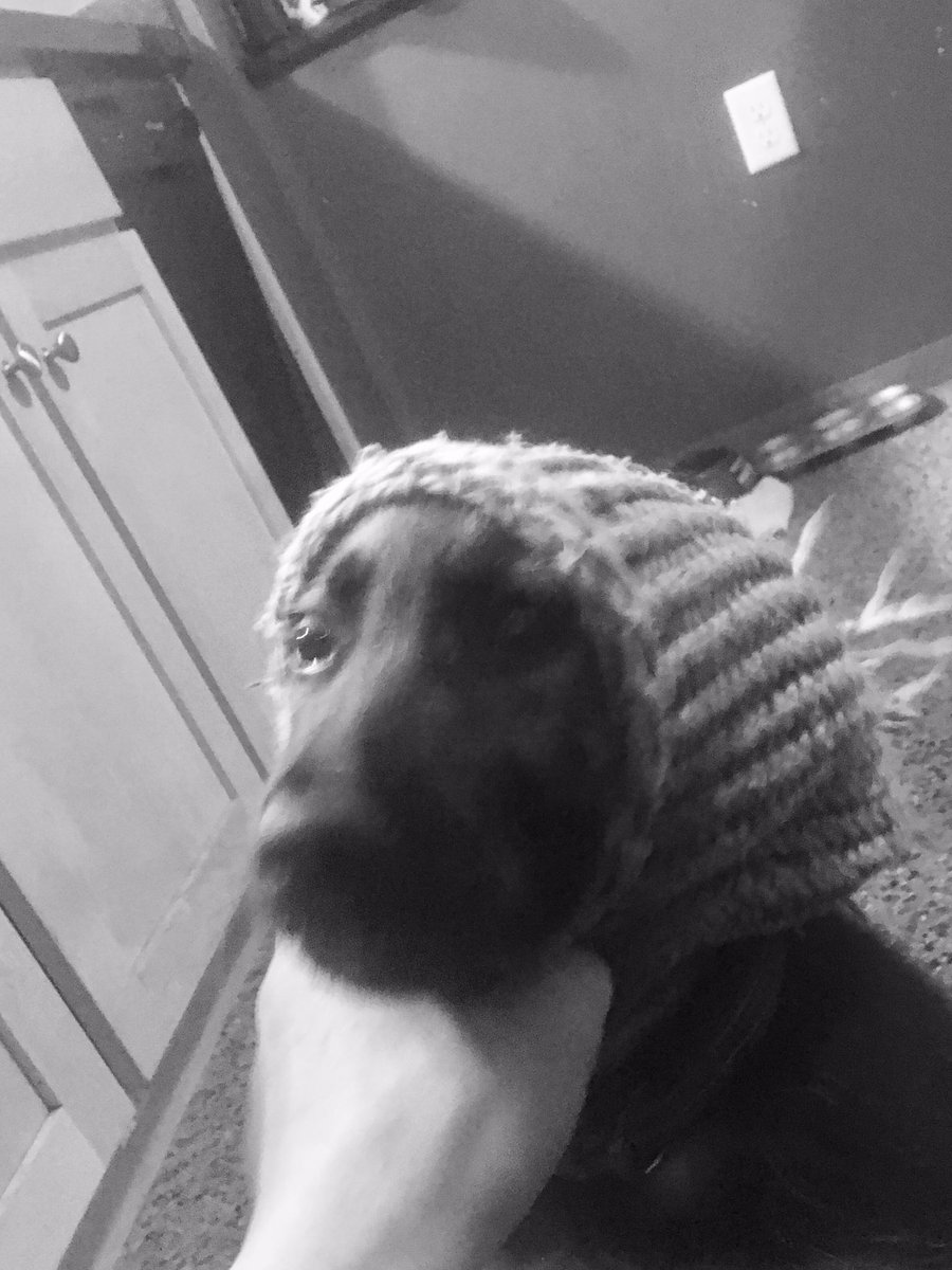 crumley28's tweet photo. I got a hippie dog @DataMonster3 #GermanShepherd #besties https://t.co/US5JogCIFx