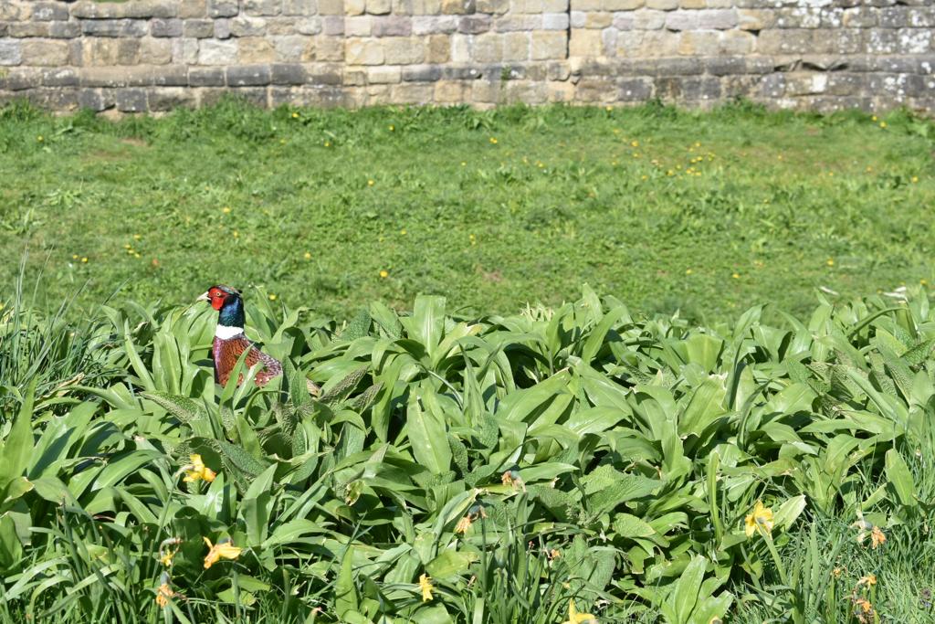 Spotted this beauty <a href="/nationaltrust/">National Trust</a> @fountainsabbey today... #peekaboo #nationaltrust #greatbritain #getoutdoors #Yorkshire