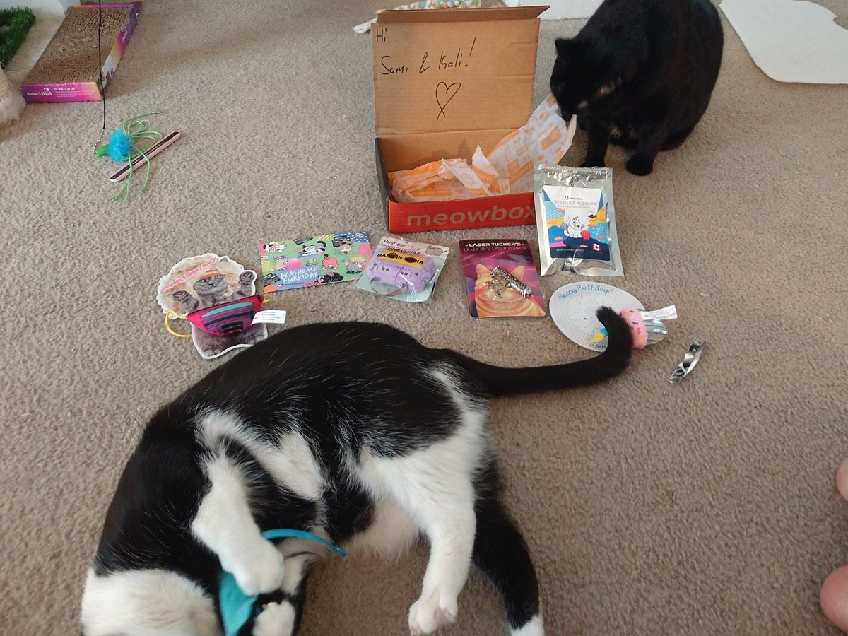 TaraBroadway's tweet image. I got the April #meowbox and I can&apos;t even open the box without the cats attacking everything. They love their toys and treats. Totally 80s this month.