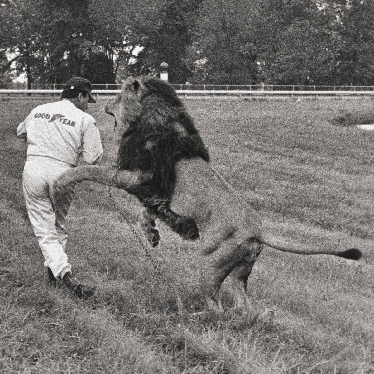 AJFoytRacing's tweet photo. Racing into the weekend like...

#TGIF | #INDYCAR | #legend | #runAJrun | #mustgofaster | #settledownsimba https://t.co/gfv6nsjt0f