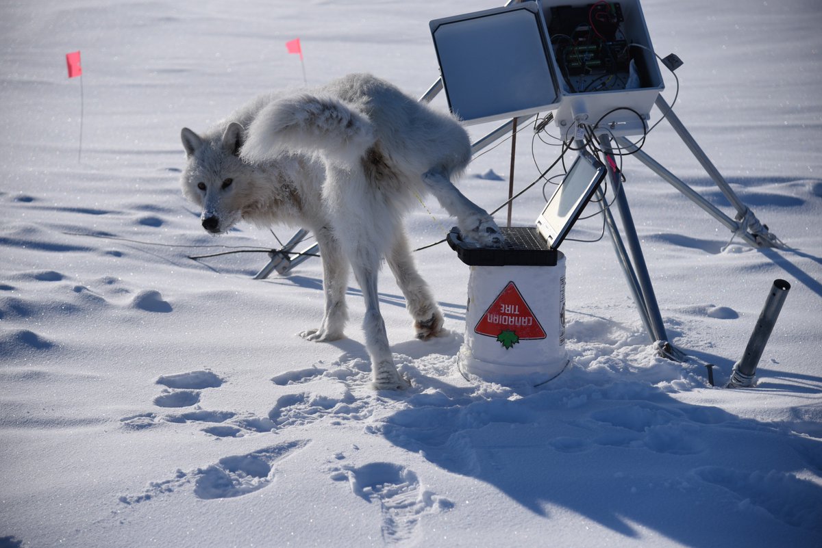 steveduerksen's tweet photo. Wolves came to help download met data, to be fair, I should have given clearer directions than "ok now log on"

#MAPLastIce2019 #Wolvesarejerks https://t.co/r40T8zv0fg