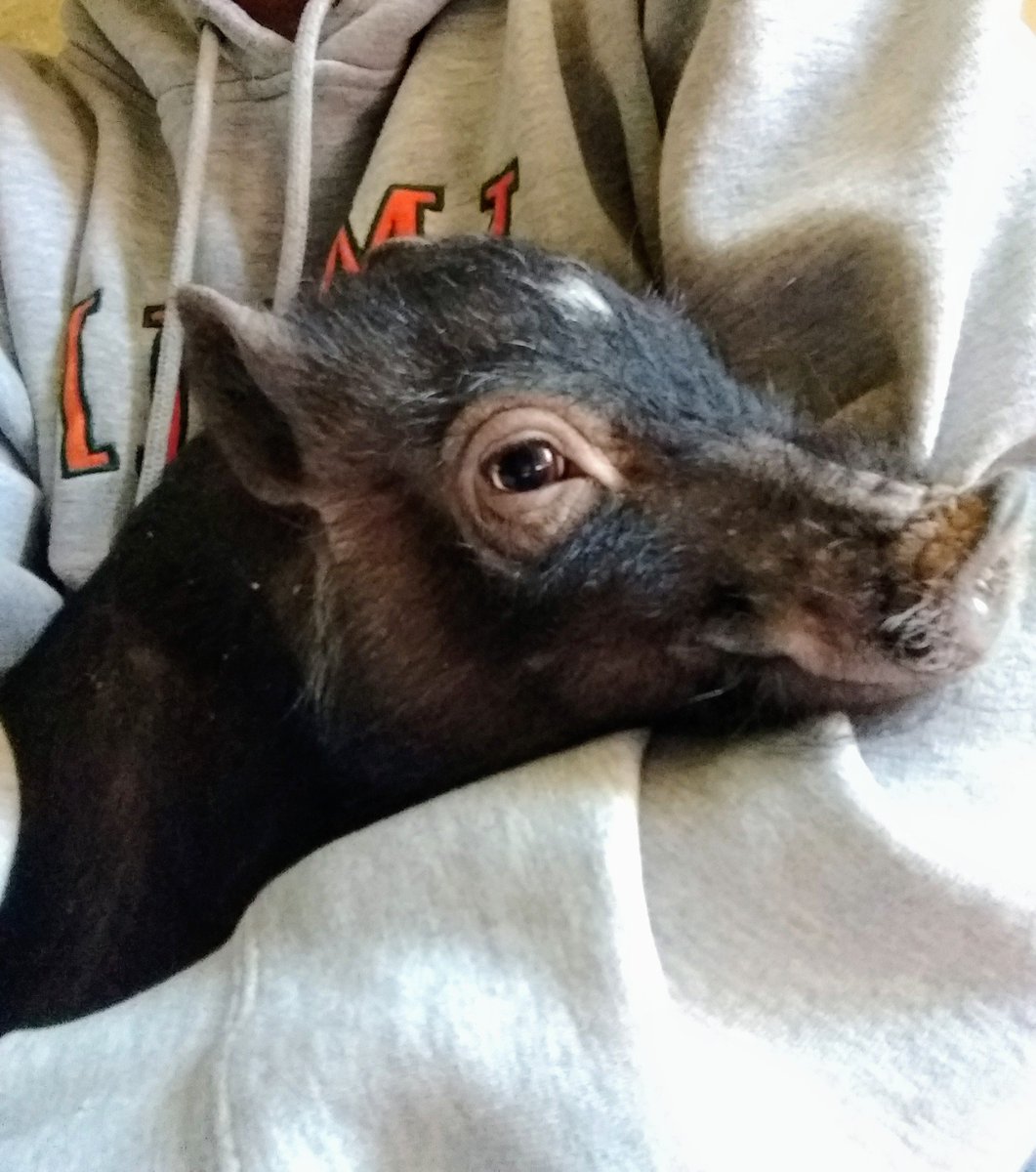 GGourmetBlog's tweet image. One of my new changes, this was the day we got him about a month ago. He's gained about 10 lbs since then #PeterPorker