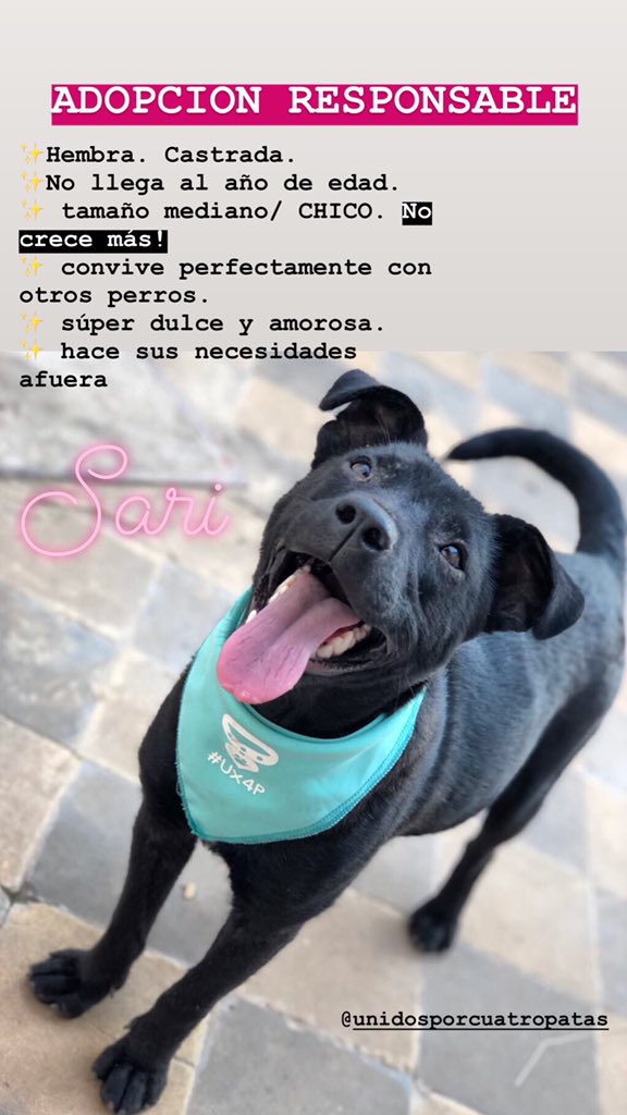 Sarita en ADOPCIÓN RESPONSABLE. Sarita es puro amor, dulce, educada. Para los que piensan que el tamaño es una condición a la hora de adoptar, ella es medianita/CHICA. Difundamos! Sarita después de tanto NECESITA una familia que la ame para siempre ♥️
