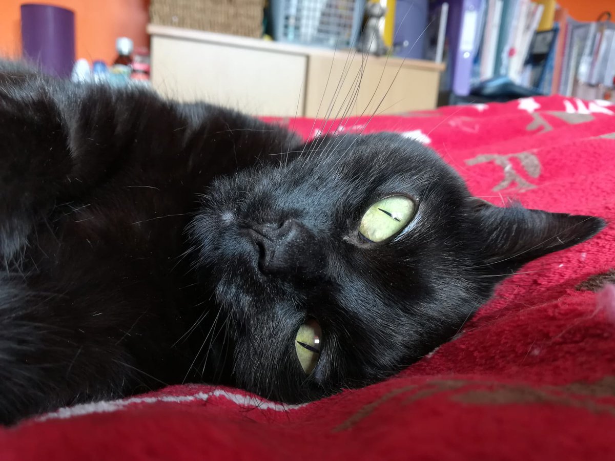 jessiecatworld's tweet image. Am I adorable? I think so 😸😸😸 #notmodest #CatsOfTwitter #panfursquad