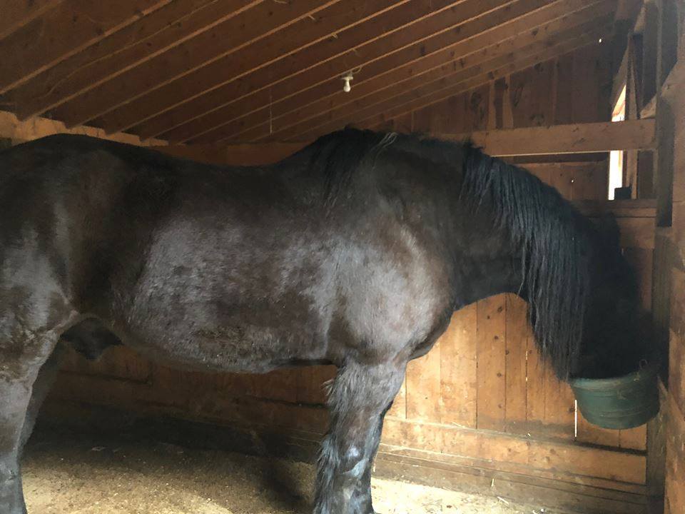 GerdasEquineRes's tweet photo. Via @RACEFund FB: "See the wonderful transformation of Pine Bluff Belle rescued from slaughter almost 30 days ago...Thank you Cindy & Tom Noll 4 her great care while in quarantine and to Gerda's Equine Rescue for taking her after quarantine. You made it Belle and have a future' https://t.co/K5Mu1dEn5s