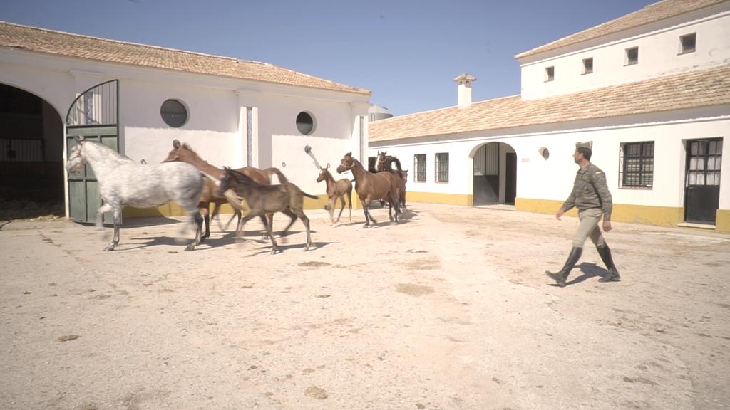 TodoCaballoCSTV's tweet photo. Sábado 20, 13.00h en @TodoCaballoCSTV de @canalsur vemos el amor q los militares de Yeguada Militar ponen en el cuidado de los caballos. Un patrimonio de todos q guardan con esfuerzo y entrega en nuestra Andalucía. https://t.co/DfKodSlg6W