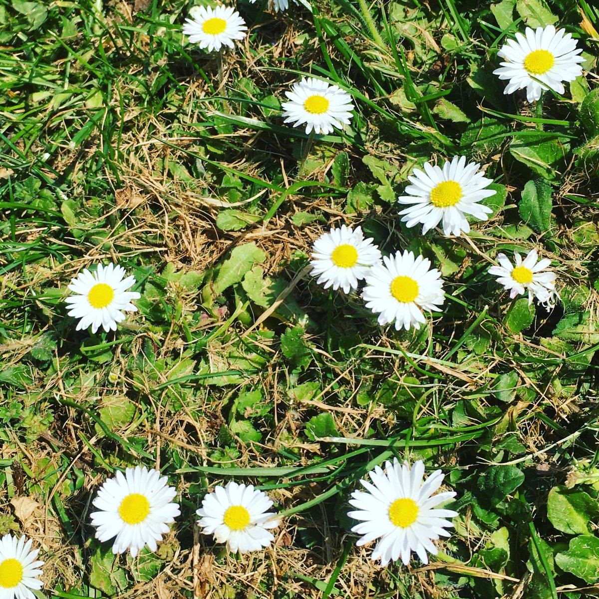 PsychicDiamond's tweet image. Daisy Daisy, give me your answer do... #EasterWeekend #BankHolidayWeekend