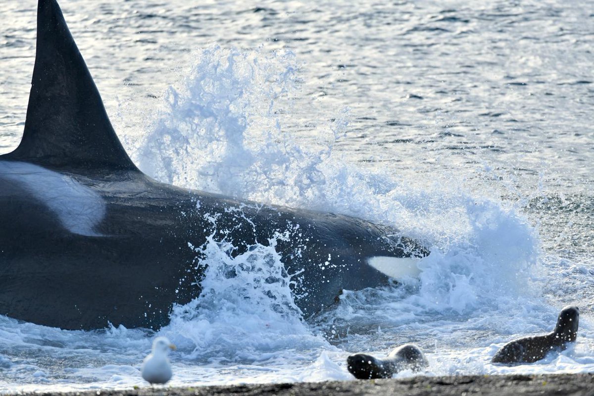 ric_sastre's tweet photo. #Hoy Nada más lindo que las bondades naturales de #Chubut #Argentina #ParaisoInsolito #Orcas #PuntaNorte @maxijonas https://t.co/GhZmSj5epQ